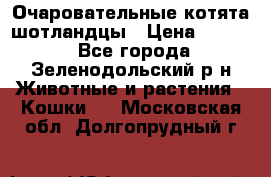 Очаровательные котята шотландцы › Цена ­ 2 000 - Все города, Зеленодольский р-н Животные и растения » Кошки   . Московская обл.,Долгопрудный г.